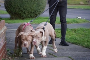 太阳报：前西汉姆球员本拉赫马被指控其饲养的斗牛犬伤人